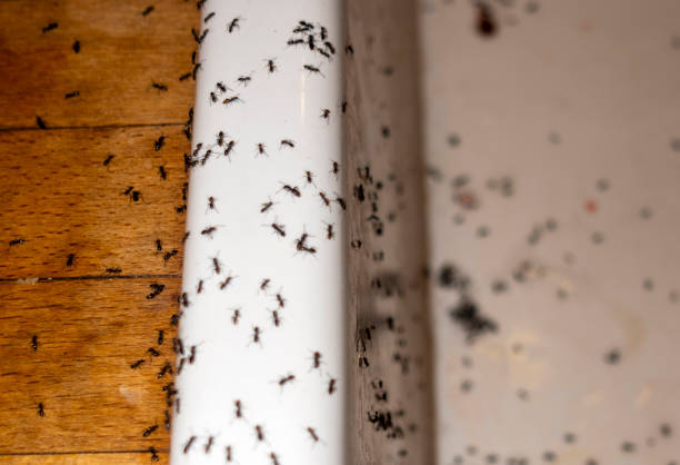 Best Affordable Pest Control Services  in Tomahawk, WI