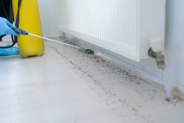 Best Mosquito Control Services  in Tomahawk, WI