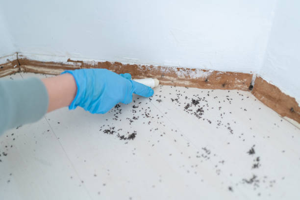 Best Local Pest Control Services  in Tomahawk, WI